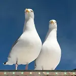 Engel * Rostock